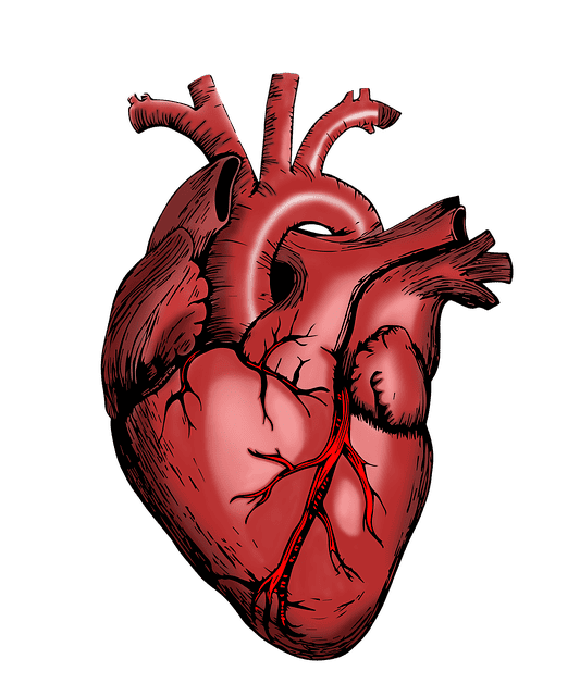 heart, nurse, health, body parts, surgeon, hospital, doctor, biology, medicine, surgery, anatomical, anatomy, science, medical, anatomical heart, cardiovascular, healthcare, heart, heart, heart, heart, heart