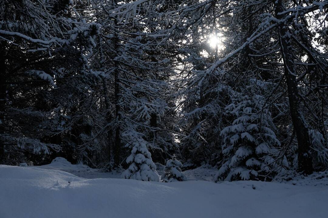 the sun is shining through the trees in the snow